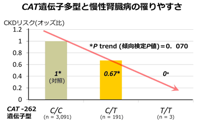 cat262s CAT遺伝子多型と慢性腎臓病の罹りやすさ