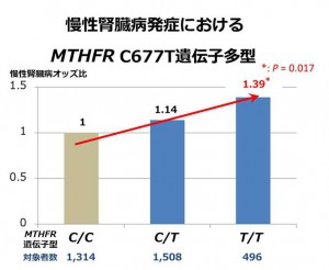 図1:慢性腎臓病発症におけるMTHFR C677T遺伝子多型