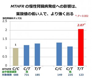 図2:MTHFRの慢性腎臓病発症への影響は、葉酸値の低い人で、より強く出る