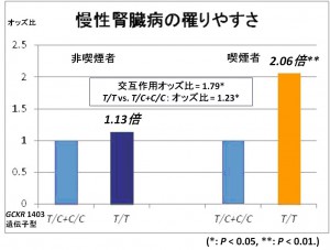 慢性腎臓病の罹りやすさ 慢性腎臓病の罹りやすさ