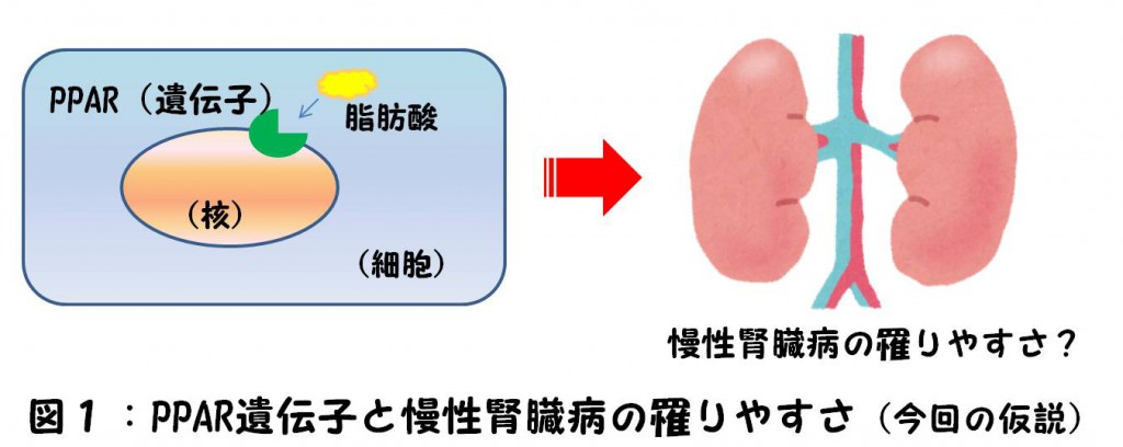 図1: PPAR遺伝子と慢性腎臓病の罹りやすさ(今回の仮説) 図1: PPAR遺伝子と慢性腎臓病の罹りやすさ(今回の仮説)