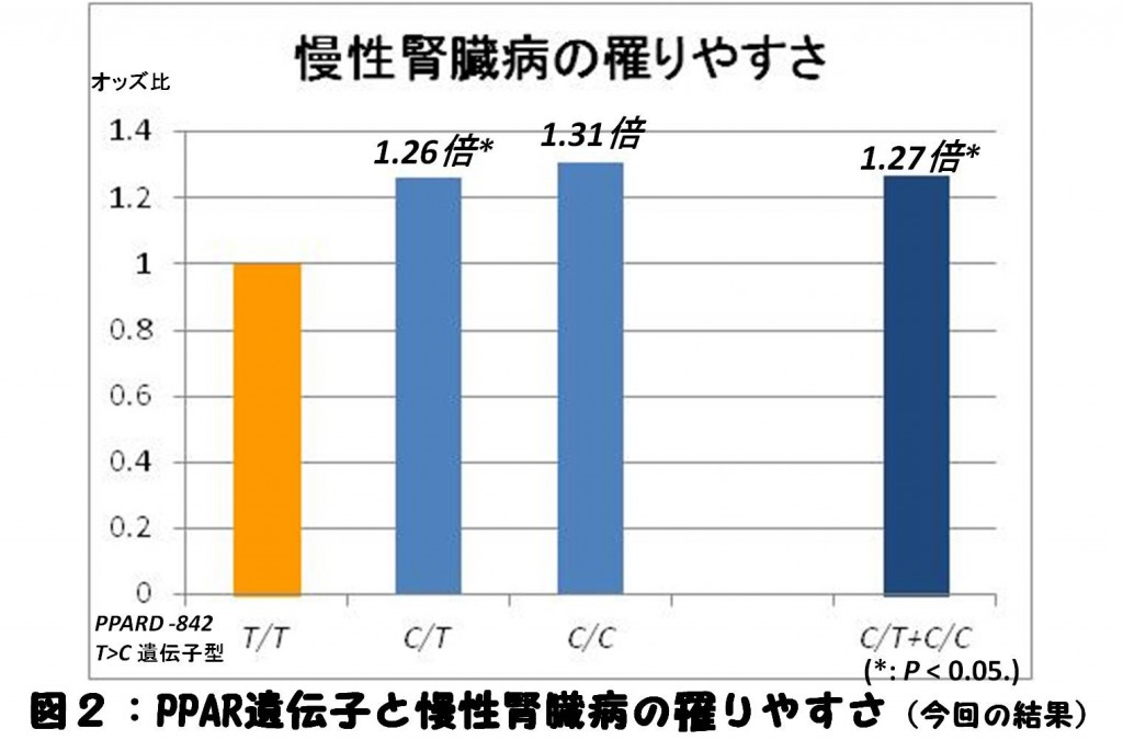 図2: PPAR遺伝子と慢性腎臓病の罹りやすさ(今回の結果) 図2: PPAR遺伝子と慢性腎臓病の罹りやすさ(今回の結果)