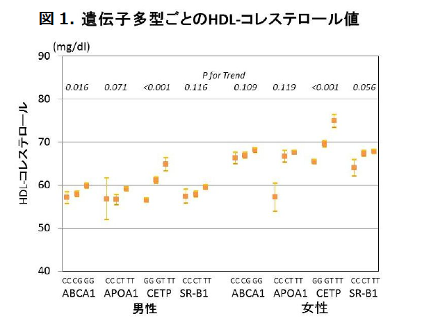 図1: 遺伝子多型ごとのHDL-コレステロール値 遺伝子多型ごとのHDL-コレステロール値