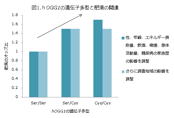 図1: hOGG1の遺伝子多型と肥満の関連 hOGG1の遺伝子多型と肥満の関連