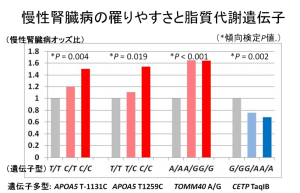 plus26_fig1 図1.慢性腎臓病の罹りやすさに関与する遺伝子