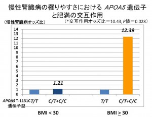 plus26_fig2 図2.慢性腎臓病の罹りやすさにおけるAPOA5遺伝子と肥満の相乗効果(交互作用)