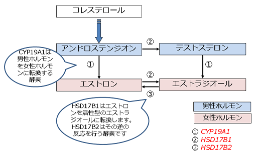20150818_fig1 図1:女性ホルモンの合成とCYP19A1、HSD17B1、HSD17B2との関係