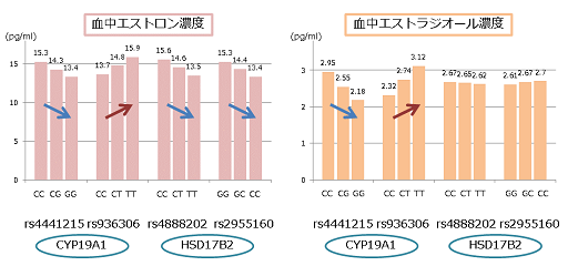 20150818_fig2_s 図2:CYP19A1遺伝子・HSD17B2遺伝子の遺伝子型と女性ホルモン濃度との関係