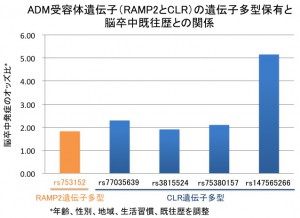 fig1 ADM受容体遺伝子RAMP2とCLRの遺伝子多型保有と脳卒中既往歴との関係