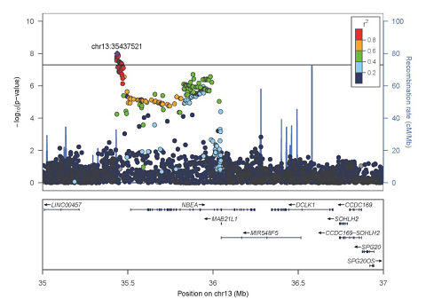 nakamura_fig2_480 図2 第13番染色体の関連遺伝子がある部位をさらに詳しく示す図